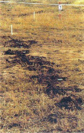 some PMN mines laid in a row before covered with earth