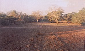 entmintes Feld mit in den Boden eingearbeiteter Vegetation